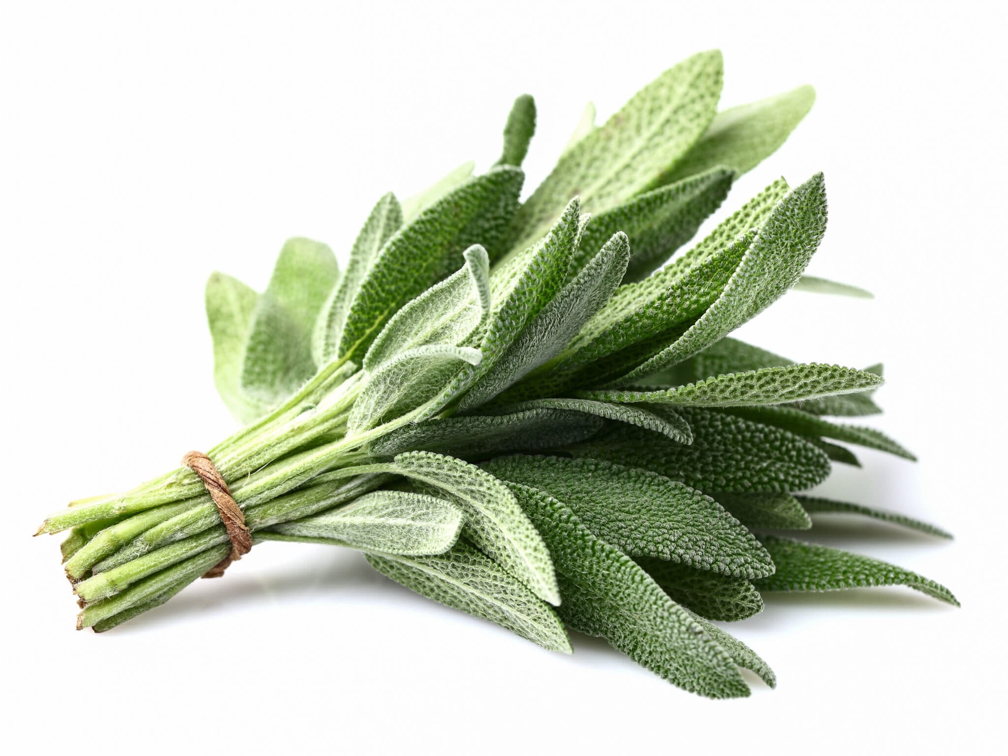 how-to-grow-sage-2-scaled